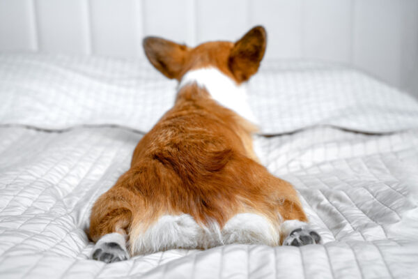 pembroke welsh corgi dog lying on bed