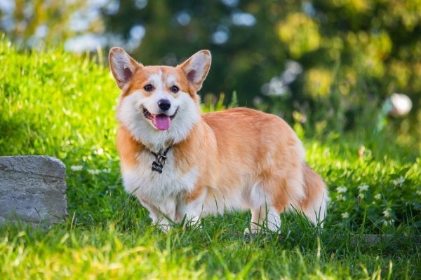 pembroke welsh corgi out in the fields