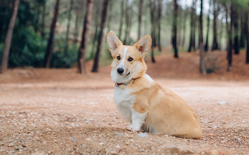 Pembroke Welsh Corgi with fawn fur coat