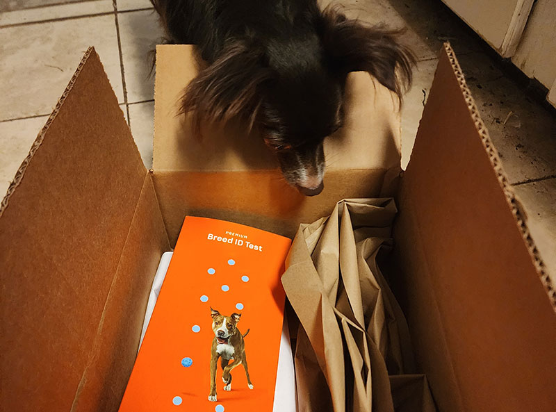 penny and dna my dog premium breed id test kit in the box