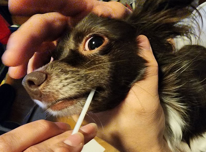 penny getting swabbed in the mouth