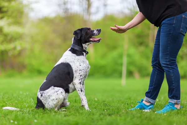 person teaching dog to wait