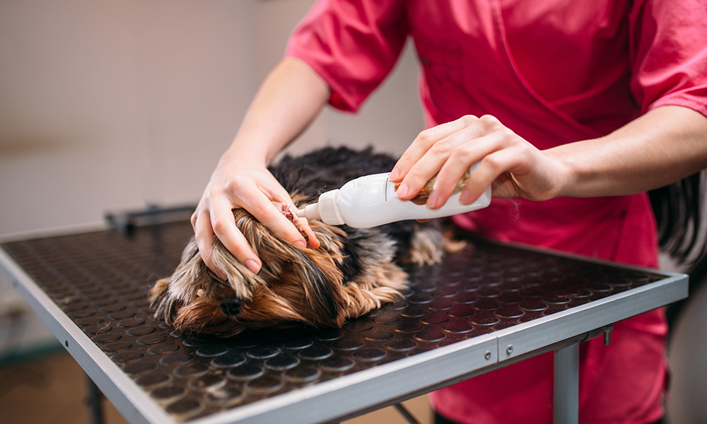 person cleaning dog's ear with solution