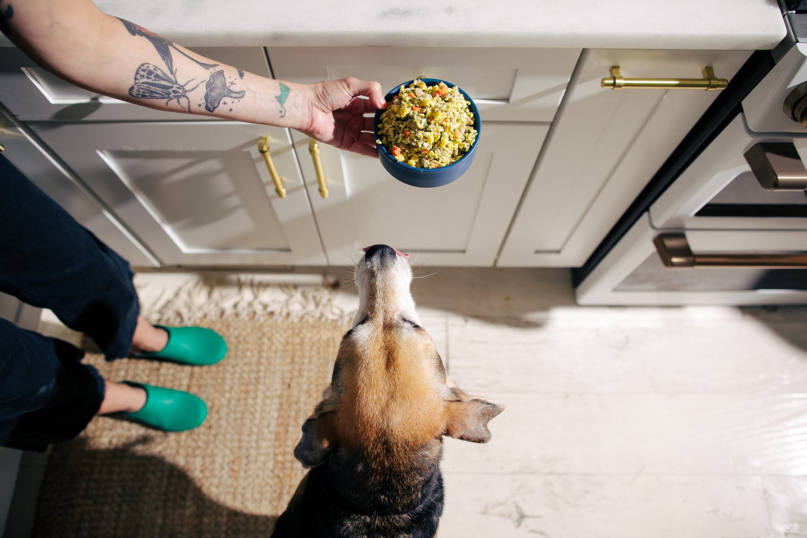 person feeding a dog with nom nom dog food