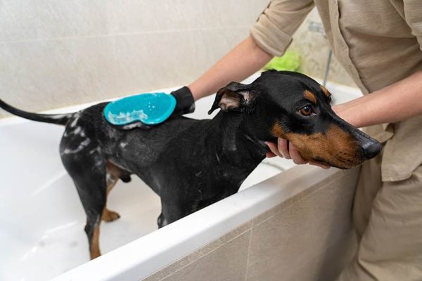 person giving doberman a bath