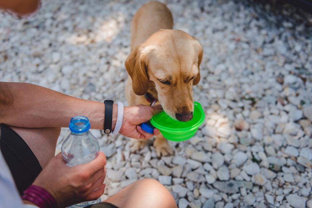 dog drinking water