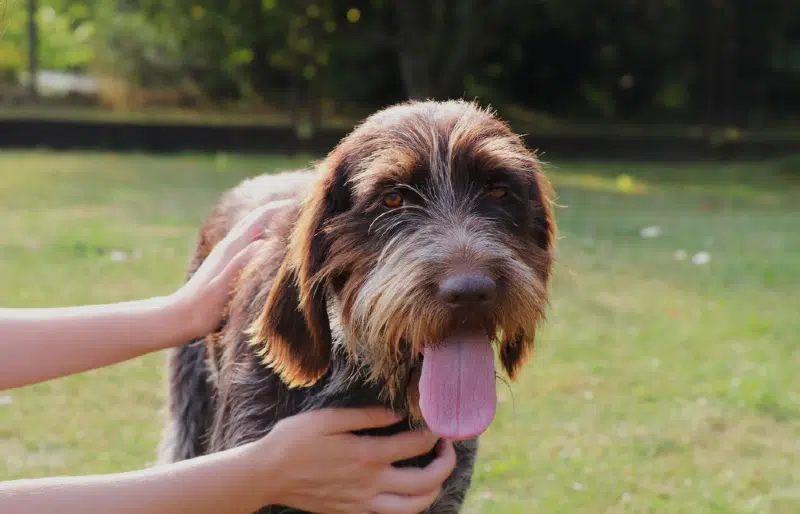 person petting a female Cesky Fousek dog outdoors