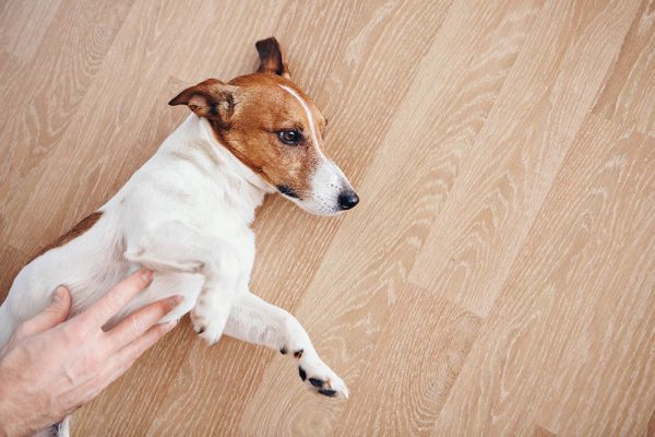 person rubbing dog's stomach
