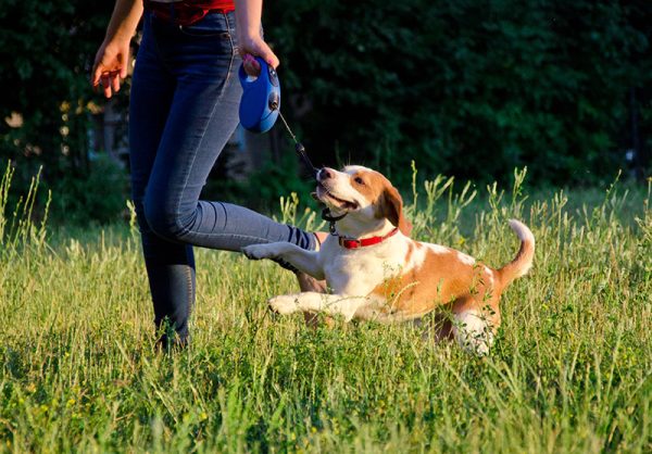person running with beagle with retractable leash