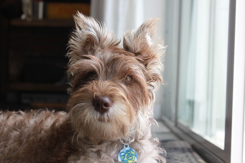 Chonzer (Bichon Frise and Miniature Schnauzer Mix)