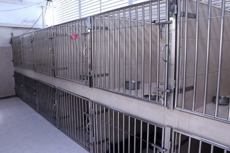 pet boarding_W_NAMKET_Shutterstock