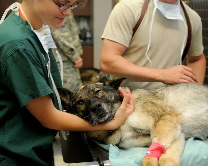 pet medical_David Mark_Pixabay