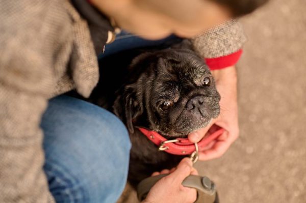 pet owner putting a dog collar on his pets neck