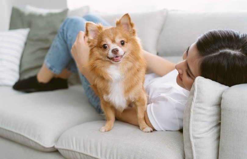 pet owner with her chihuahua at home