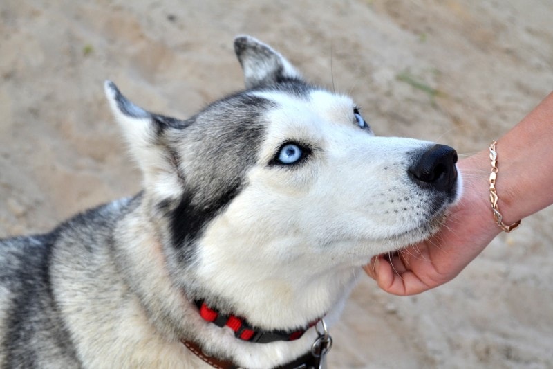 petting a husky