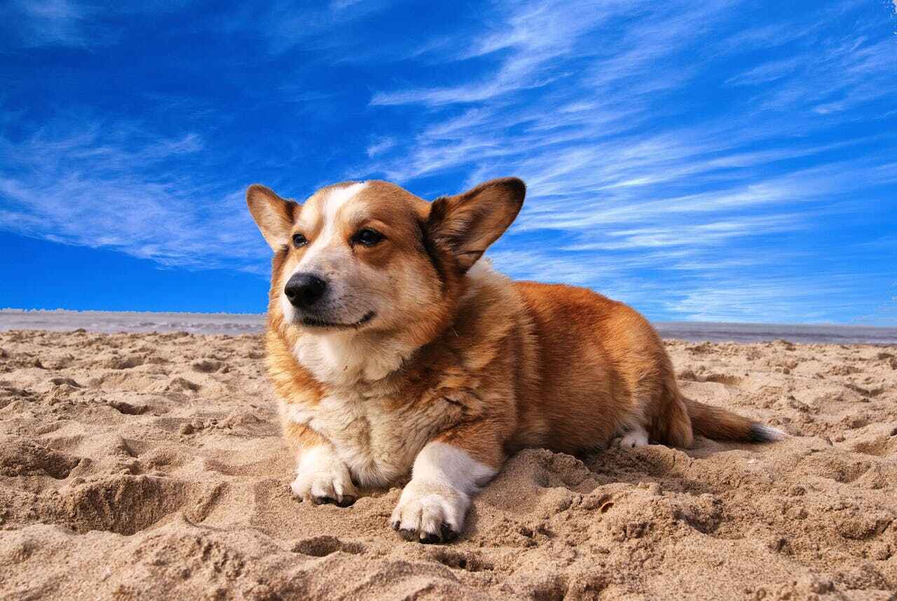 Pembroke Welsh Corgi Lying on the Sand