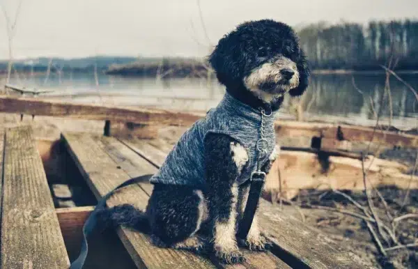 phantom goldendoodle dog sitting on wood planks outdoors