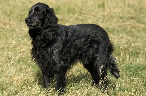 picardy soaniel dog standing on the grass