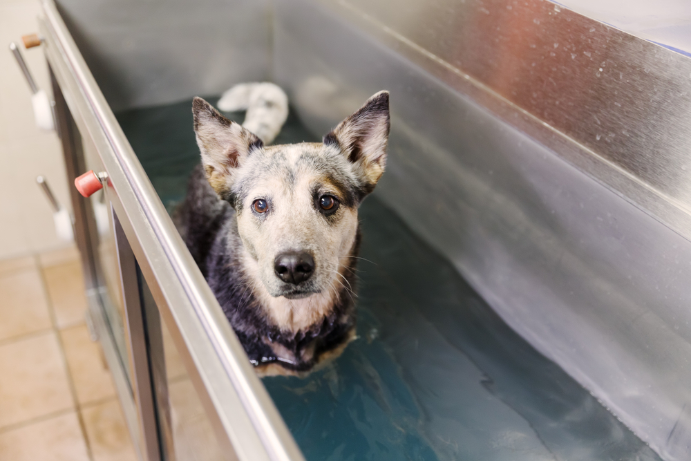 picture of an Australian Cattledog in a hydrotherapy station