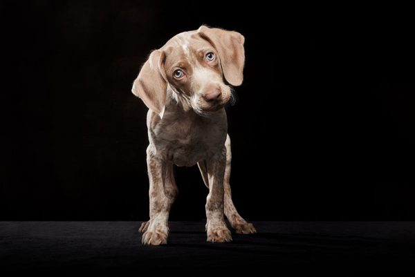 piebald Weimaraner puppy in a dark background