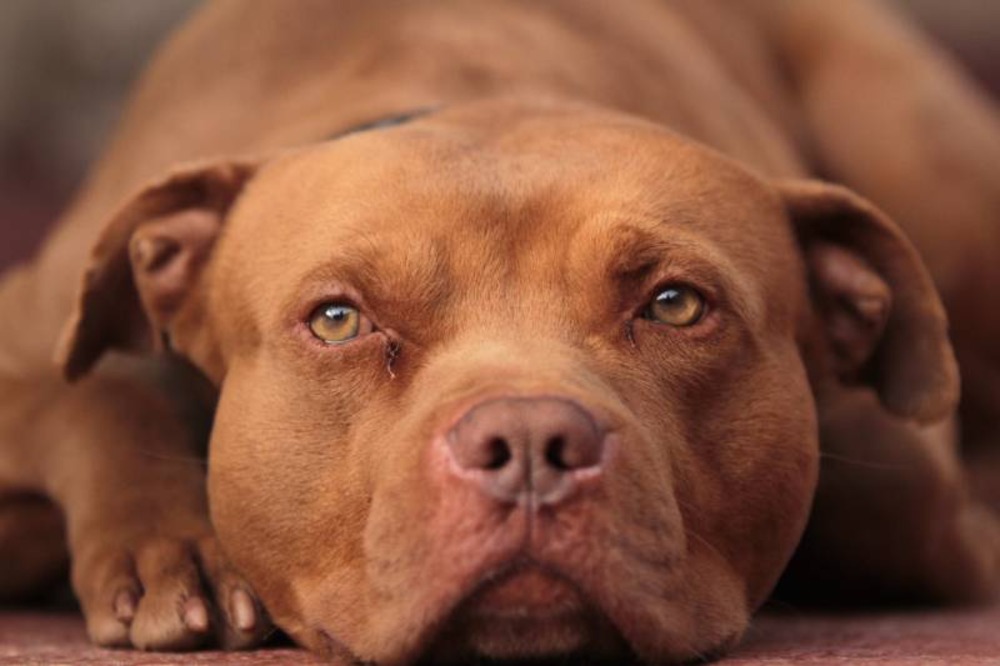 pit-bull-dog-with-red-nose-at-rest