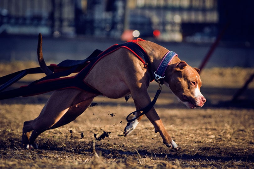 pit bull terrier pulls freight