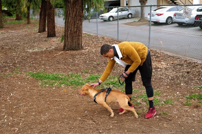 pit bull training