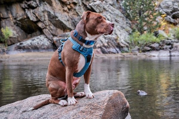 pitbull dog wearing a harness in the mountain