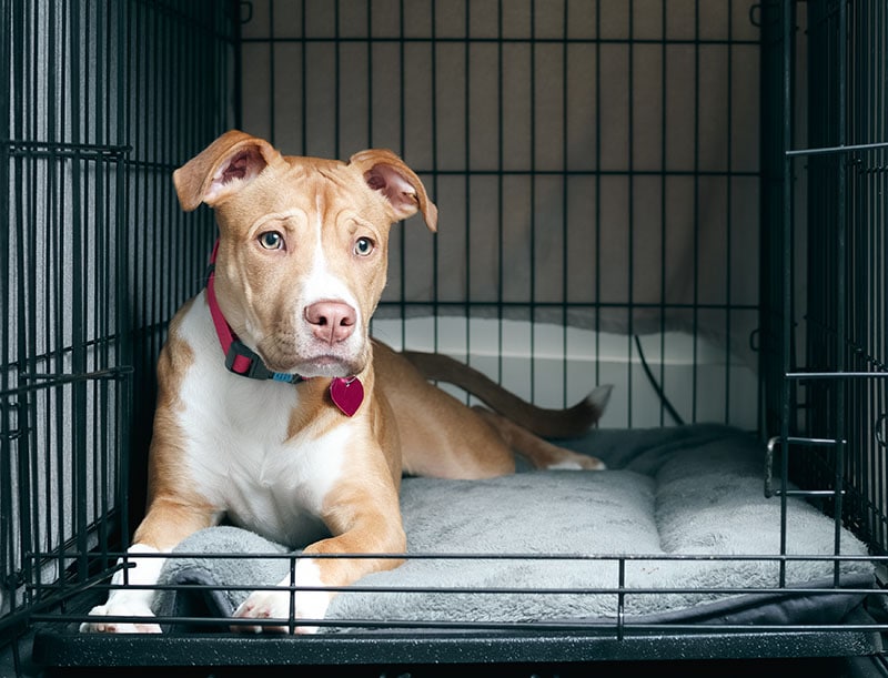pitbull inside crate