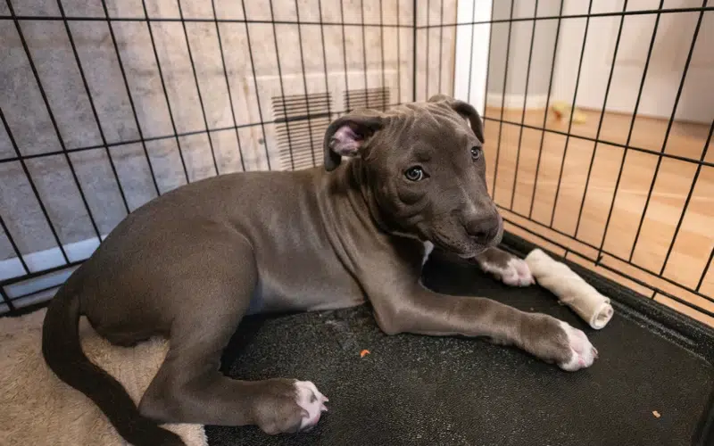 pitbull puppy in a cage