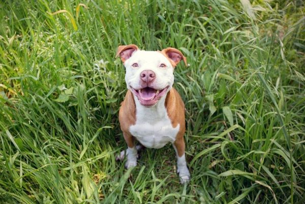 pitbull puppy sitting on grass