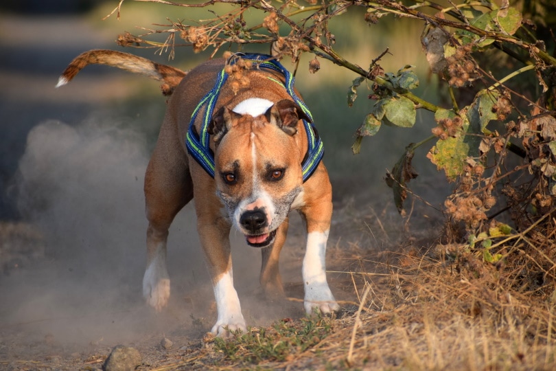 pitbull running