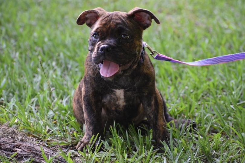 pitbull terrier sitting on the grass