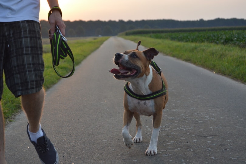 pitbull terrier walking