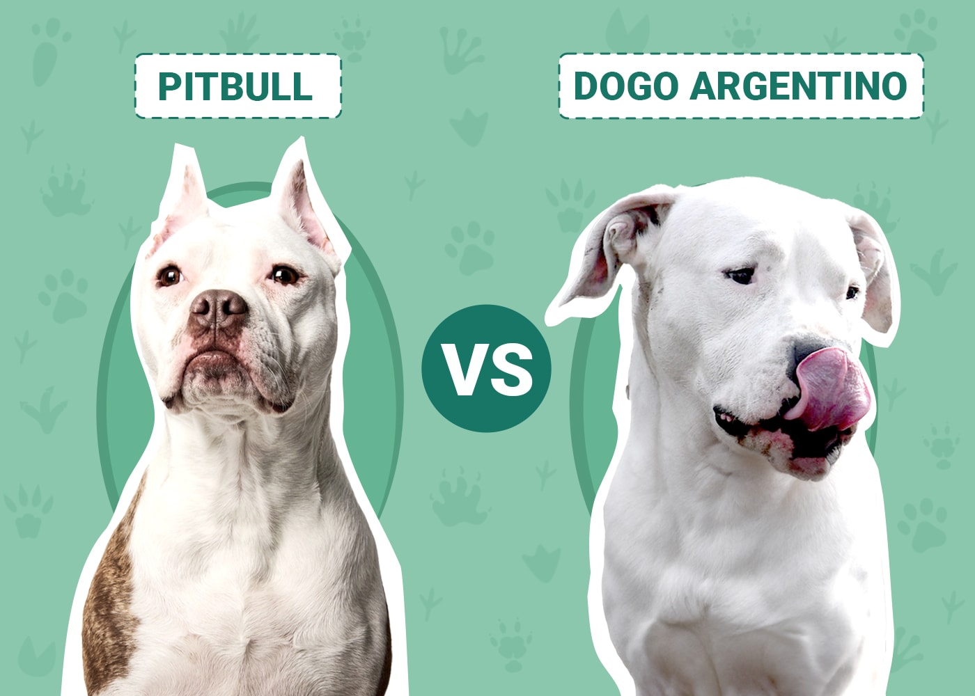 Pitbull vs Dogo Argentino: The Differences (With Pictures) – Dogster