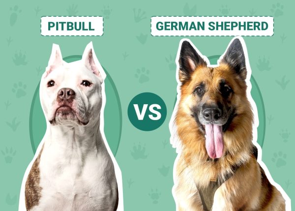 Pitbull vs German Shepherd
