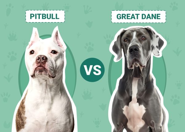 Pitbull vs Great Dane