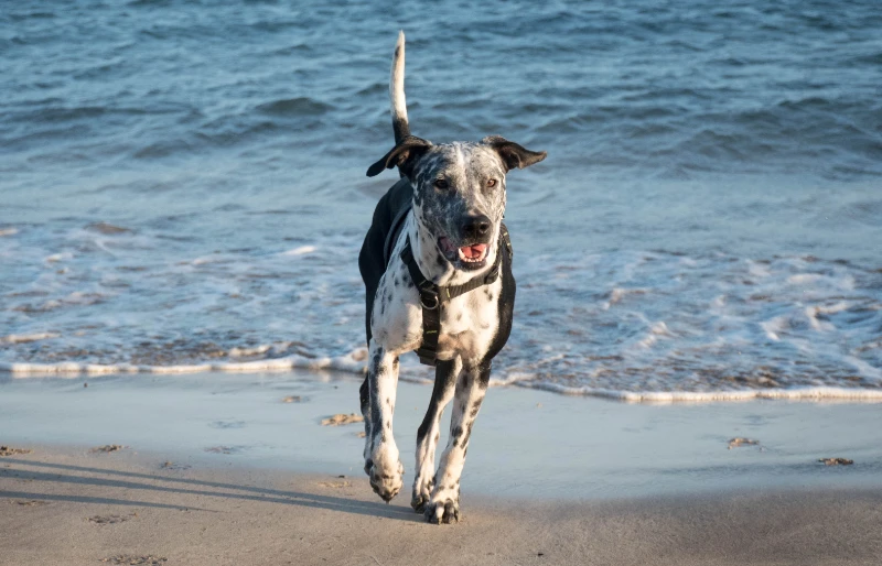 pitmatian (pitbull dalmatian mixed breed dog) running at the beach