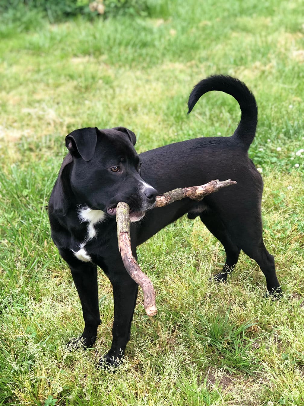 Pitweiler with stick