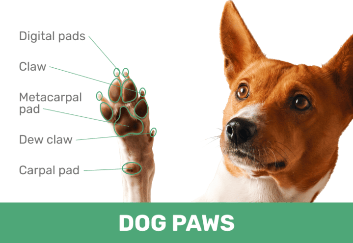 Dog Paws