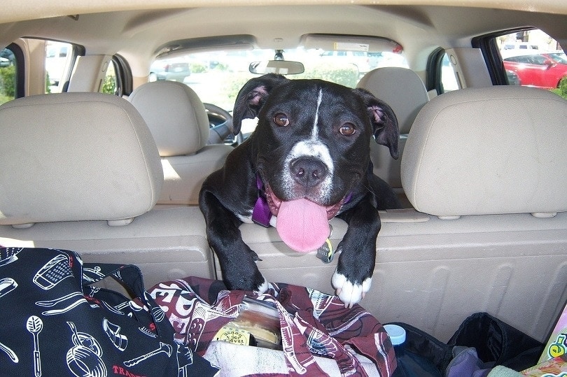 playful dog inside the car