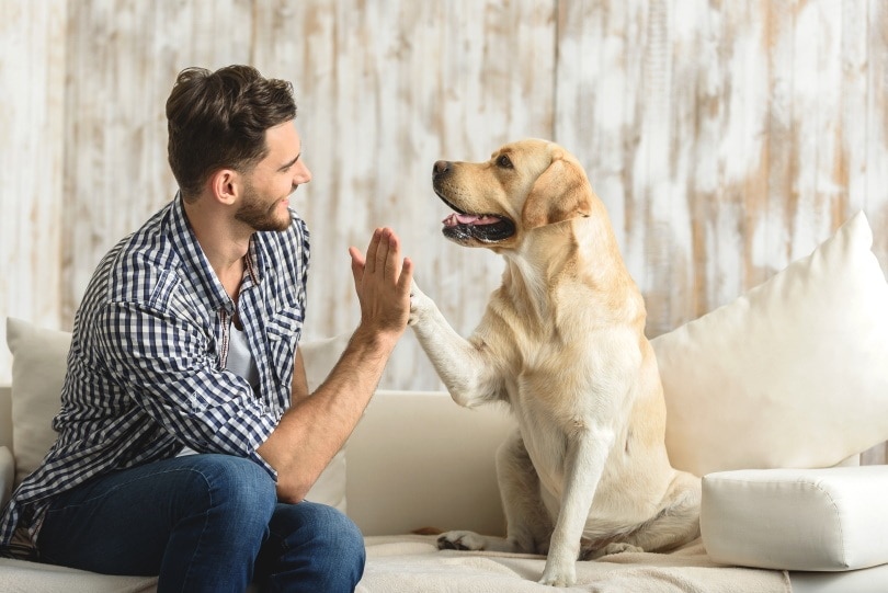 playing with dog_Olena Yakobchuk_Shutterstock