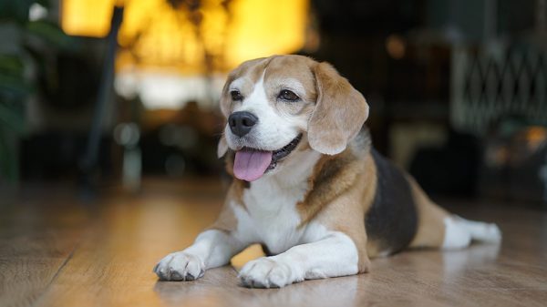 Pocket Beagle_bunthaweekan anpunya_Shutterstock