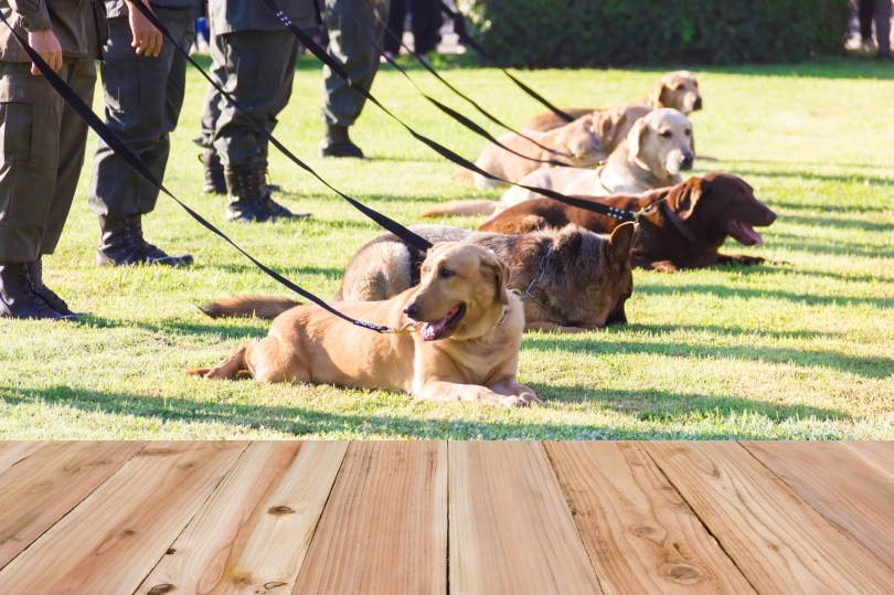 police dogs_GUNDAM_Ai_Shutterstock