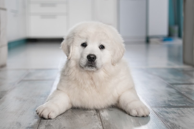 polish-tatra-sheepdog-lying-on-the-floor