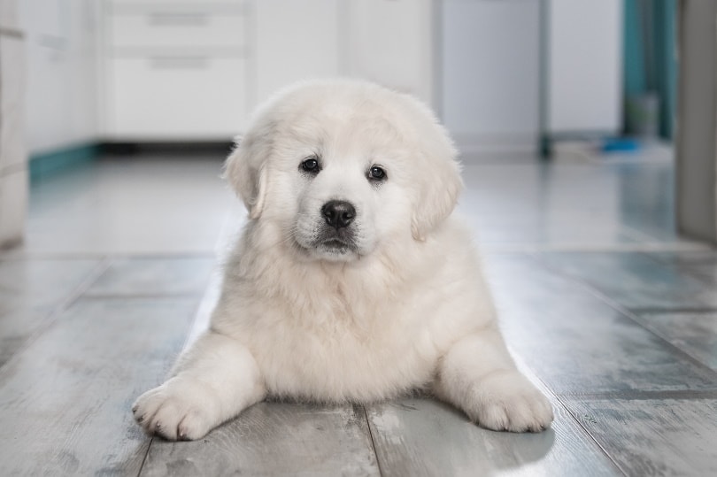 polish tatra sheepdog lying on the floor