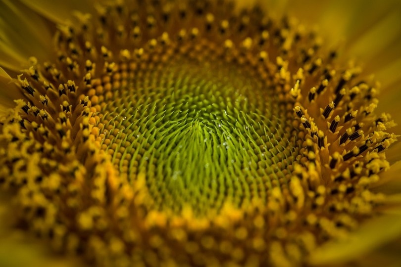 pollen