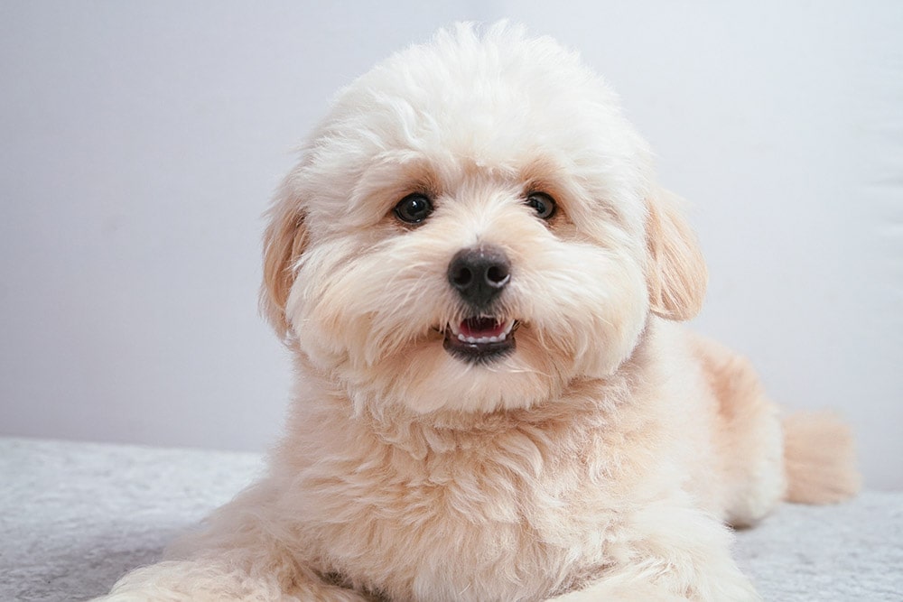 pomapoo dog