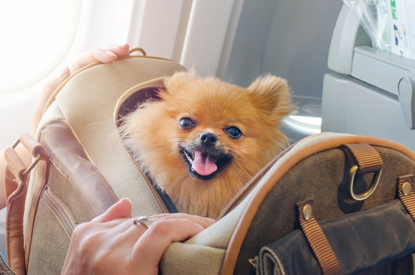 pomaranian-spitz-in-a-travel-bag_nadisja_shutterstock