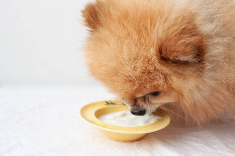 Pomeranian dog eating yogurt from the yellow bowl